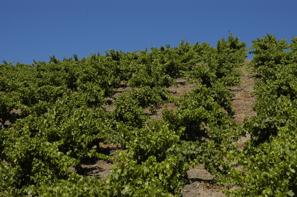 Wills Hills Dry-Farmed Grenache in June 2015