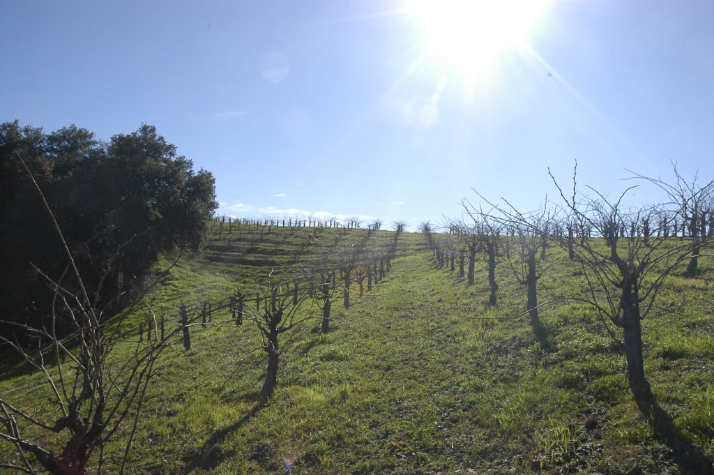 Wills Hills In January 2016