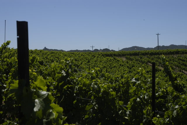 Photo taken by me, looking over the top of Grenache vines. Jespersen Vineyard, Edna Valley
