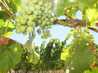 Kingston's look at Grenache clusters