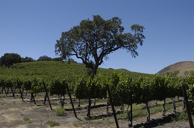 Black Oak Vineyard in Los Alamos